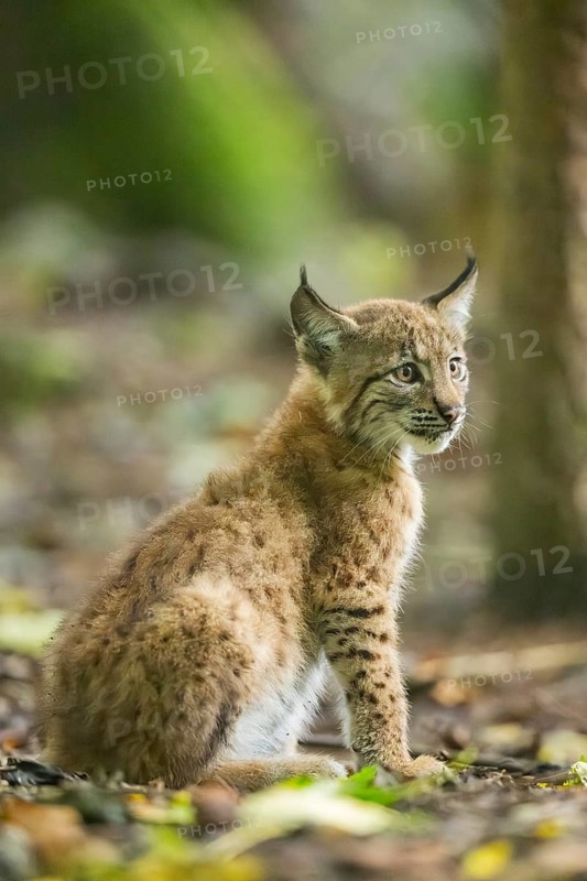 Eurasian lynx (Lynx lynx) youngsters (cub) sitting in a forest, Bavaria, Germany