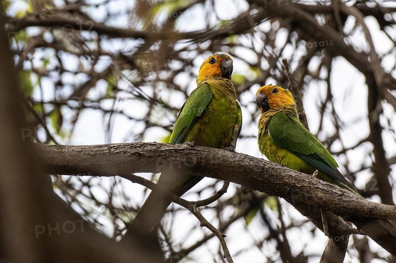 St Thomas Parakeet (Eupsittula pertinax), Curacao