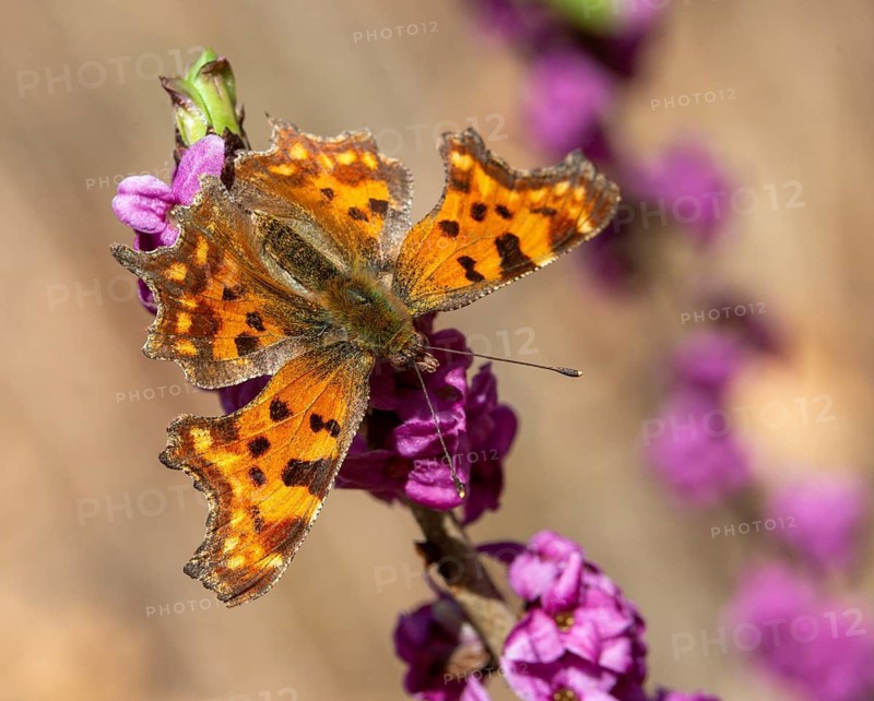 C-moth, comma butterfly, daphne mezereum, real daphne, February daphne, common daphne, common daphne, cellar neck, nymphalis c-album, polygonia c-album, daphne, sparrow tongue, thymelaeaceae, butterfly, flora, spring, insects, insects, mezereon, mezereum, plants, plants, butterflies, jump, spurge laurel, spurge olive, butterflies