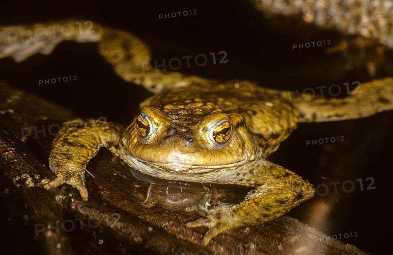 Bufo bufo, common toad, amphibians, amphibians, amphibians, amphibians