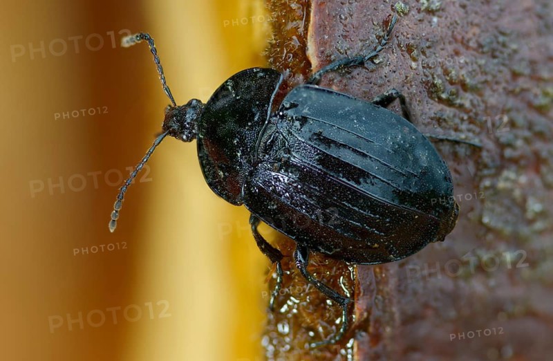 Black snail beetle, Phosphuga atrata, black carrion beetle, black snail hunter, beetle, coleoptera, insects, beetles