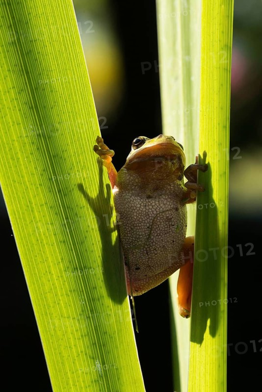 European tree frog, hyla arborea, tree frog, amphibians, amphibians, high size, portrait format, amphibians