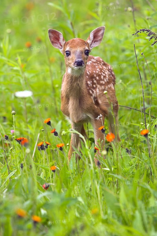 White-tailed deer (Odocoileus virginianus), Minnesota, USA. A young fawn stands amongst colourful flowers in a green meadow
