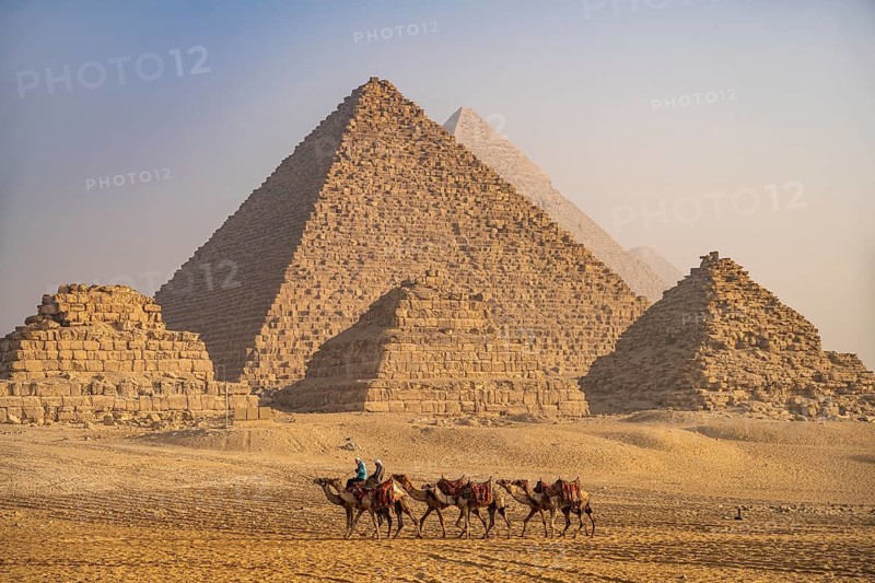 Camels in the desert near the pyramids of Giza, Egypt