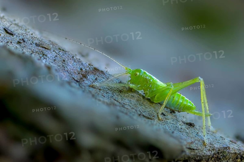 Drumming katydid, oak scare, common oak scare, meconema thalassinum, oak bush cricket, grasshoppers, insects, nymph