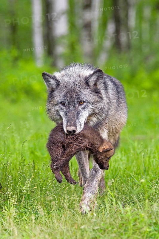 Timberwolf, wolf, American wolf (Canis lupus lycaon), Minnesota, USA. A wolf gently carries a cub through the green woodland setting dotted with birch trees