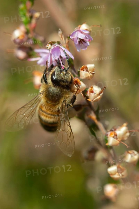 Apidae, Apis mellifera, broom heather, bees, Calluna vulgaris, Ericaceae, European honey bee, hymenoptera, heather plants, hymenoptera, western honey bee, common heather, flora, heather, high size, portrait format, honey bee, insects, ling, plants, simply heather, wild bees