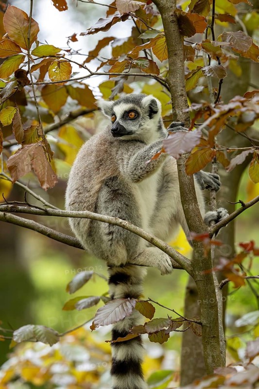 A ring-tailed lemur sits quietly in a tree covered with autumn leaves, a ring-tailed lemur (Lemur catta) sitting, in captivity, Apenheul, Netherlands