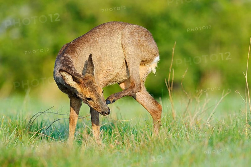 European roe deer (Capreolus capreolus), a doe scratching herself, Lower Saxony, Germany