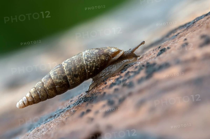 Cochlodina laminata, smooth sphinge, plaited door snail, gastropod, mollusca, snails, molluscs