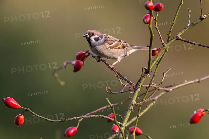 Tree Sparrow, Passer Montanus, Sparrow, Tree Sparrow, Birds, Passeri, Songbirds, Sparrow, Sparrow, Sparrow, Sparrow, Sparrow, Birds