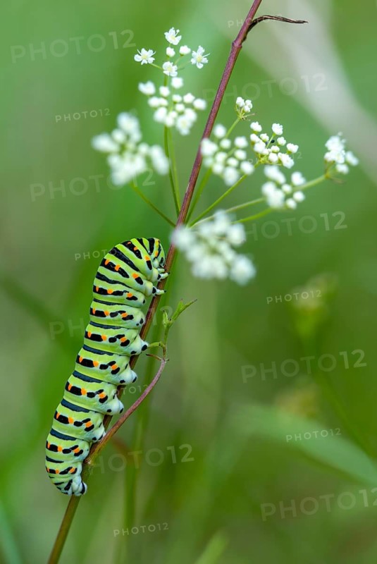 Papilio machaon, swallowtail, swallowtail, butterfly, high size, portrait, inchworm, insects, caterpillar, butterflies, butterflies, butterflies