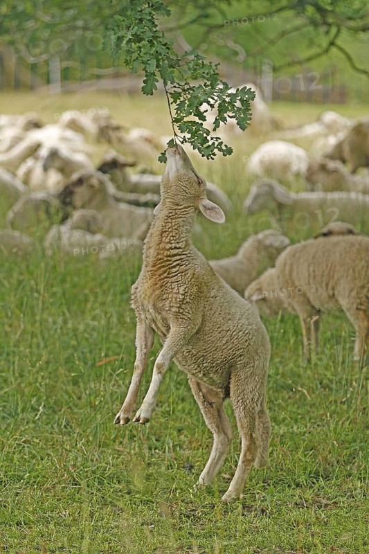 Domestic sheep (Ovis orientalis aries), sheep eating twigs, Arnsberg, North Rhine-Westphalia, Germany