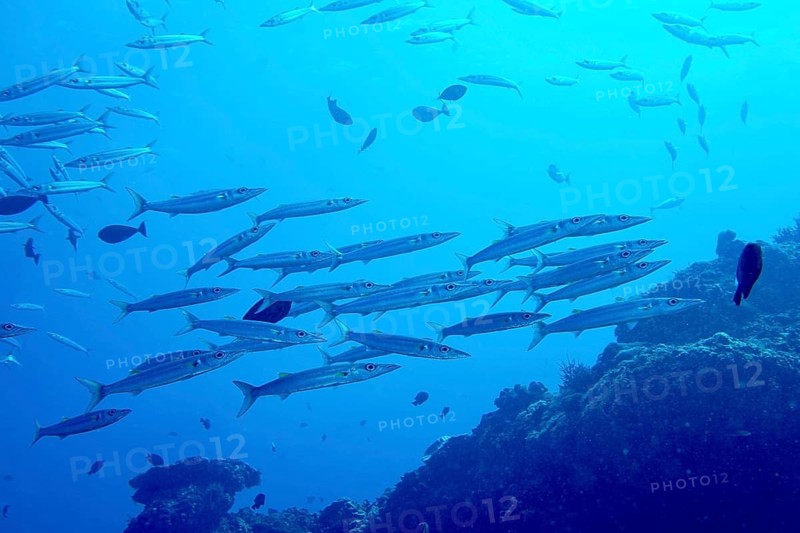 A school of silvery fish, big-eyed barracuda (Sphyraena forsteri), swims above a coral reef in clear, blue water at the Toyapakeh dive site, Nusa Ceningan, Nusa Penida, Bali, Indonesia