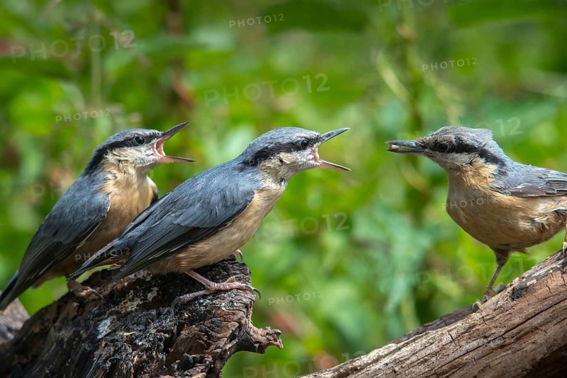 Nuthatch, Sitta Europaea, adult, birds, adult, feeding, sexually mature, adolescent, juvenile, passeri, songbirds, birds