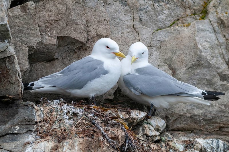 Black-legged Kittiwake, Black-legged Kittiwake, Norway, Rissa Tridactyla, Varanger, Birds, Charadriiformes, Gulls, Limikolen, Seagulls, Birds