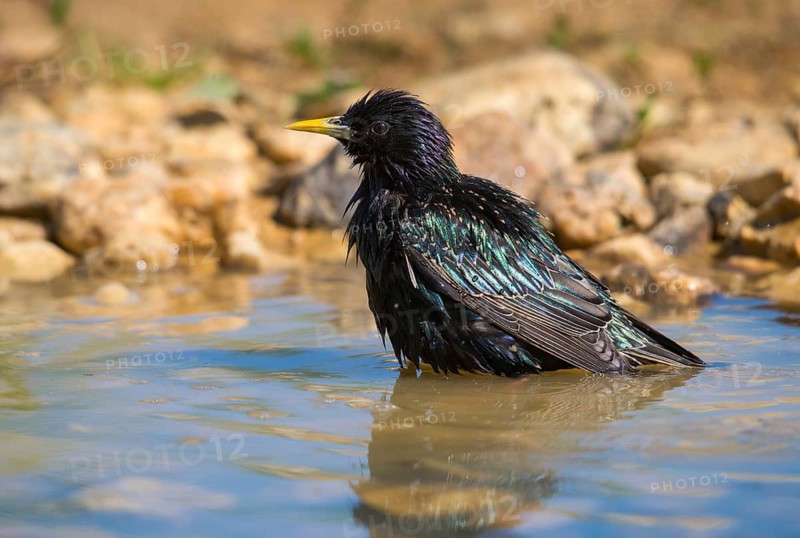 Star, Starling, Sturnus Vulgaris, Bath, Bird Bath, Birds, Passeri, Songbirds, Potion, Birdbath, Birds, Watering Place