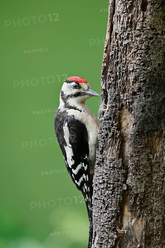 Great spotted woodpecker (Dendrocopos major, Picoides major), young bird, North Rhine-Westphalia, Germany