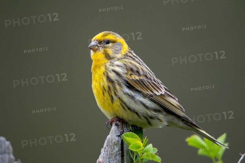 European Serin, serine, serinus serinus, birds, garden fence, garden fence, male, passeri, songbirds, birds