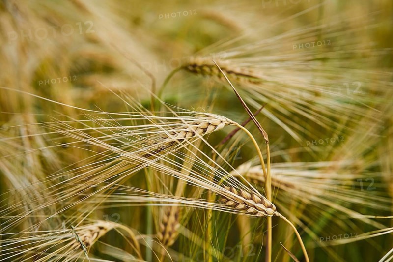 Wheat plants sway gently in breeze. Bright sunlight highlights golden grains ready for harvest. Scene captures the beauty of agriculture during summer in rural field