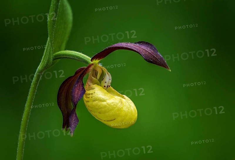 Cypripedium calceolus, lady's slipper orchid, orchidaceae, orchids, orchids, flora, plants, plants