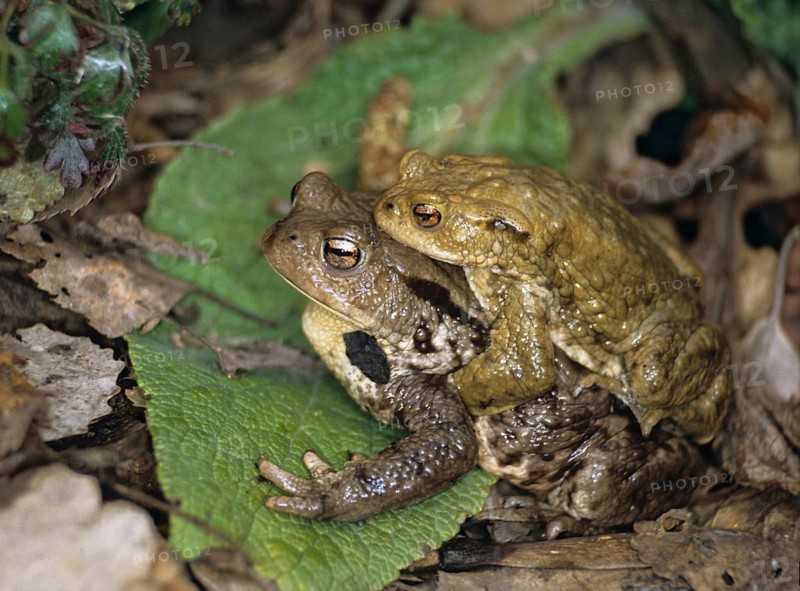 Bufo bufo, common toad, toad, amphibians, amphibians, couple, female, toads, spawning migration, amphibians, male, mating, toads, female