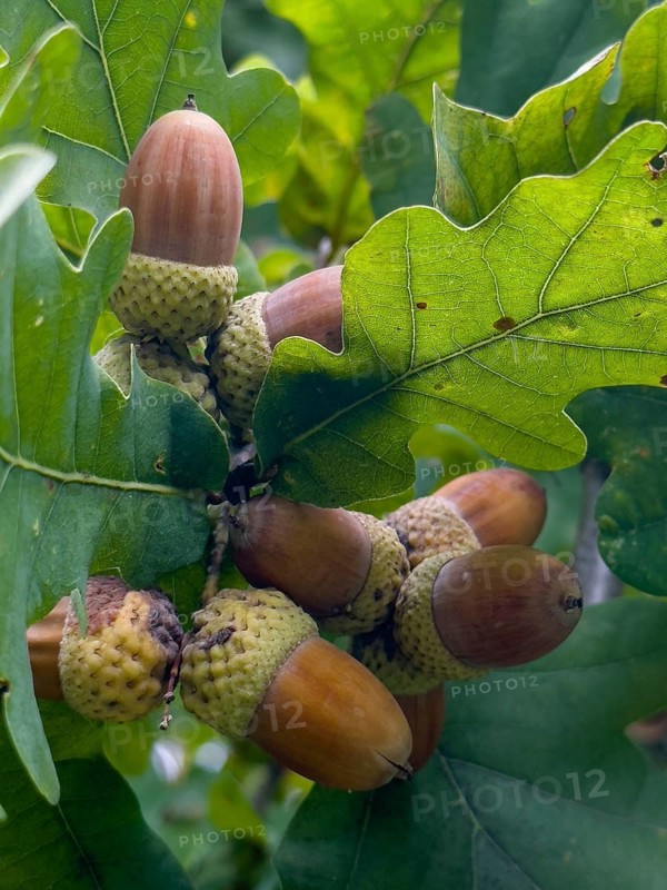 Oak leaves with acorns (Quercus)