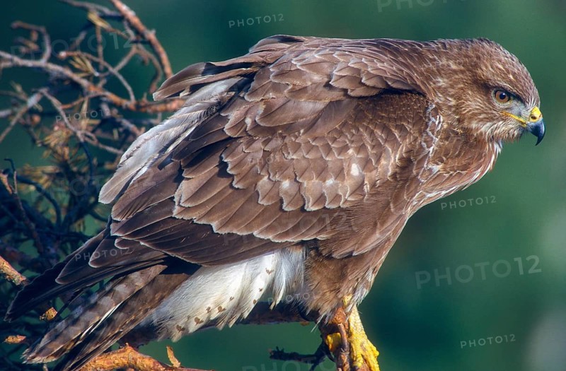 Accipitriformes, Buteo Buteo, Buzzard, Buzzard, Birds of Prey, Raptors, Birds