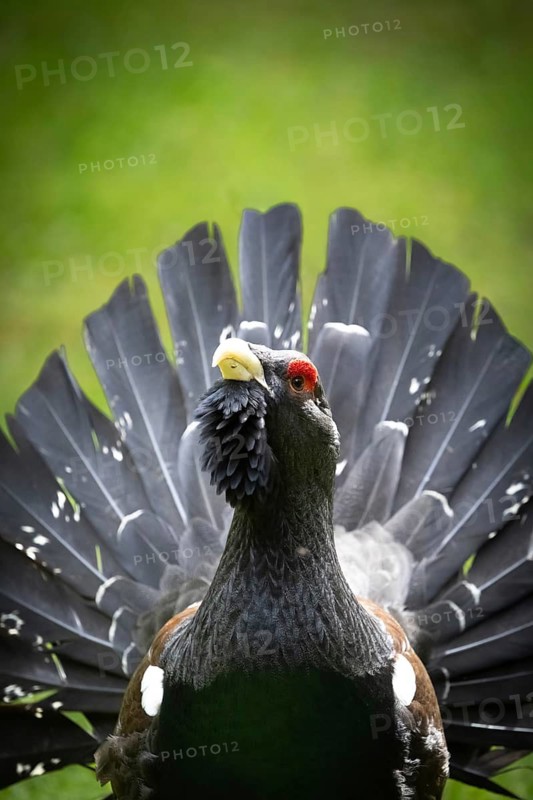 A capercaillie stands proudly with its feathers spread out against a green background, with red around its eyes, capercaillie (Tetrao urogallus), animal portrait, mating season, Black Forest, Baden-Württemberg, Germany