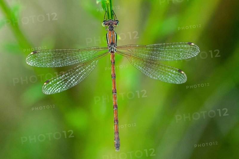 Brandenburg, Germany, Lestes Barbarus, Migrant Spreadwing, National Natural Heritage, Grünhaus Nature Paradise, Shy Emerald Damselfly, Southern Emerald Damselfly, Southern Ruismaid, Post-Mining Landscape, Damselflies, Dragonflies, Greenhouse, Insects, Dragonflies, Odonata, Zygoptera