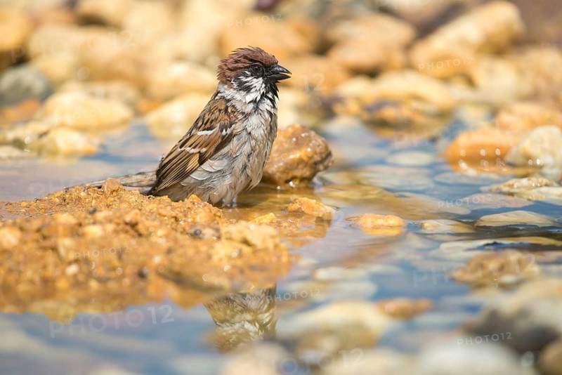 Tree Sparrow, Passer Montanus, Sparrow, Tree Sparrow, Bath, Bird Bath, Birds, Passeri, Songbirds, Sparrow, Sparrow, Sparrow, Sparrow, Watering Place