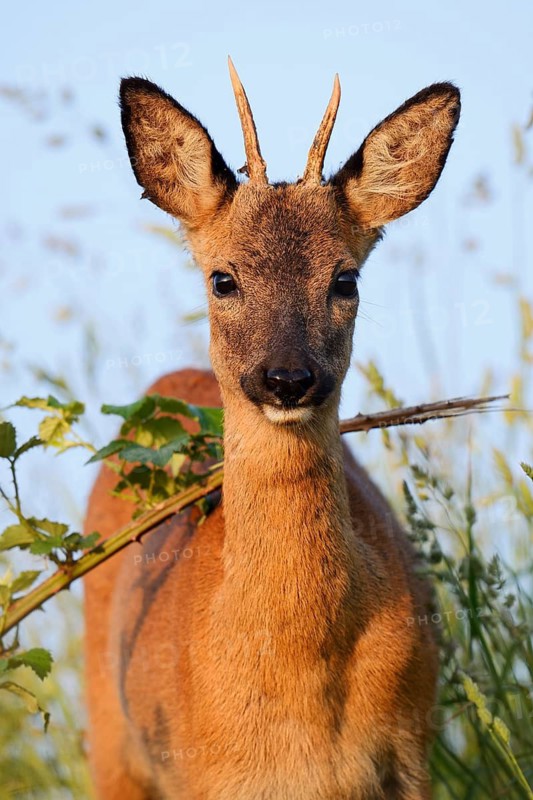 European roe deer (Capreolus capreolus), male roe deer, North Rhine-Westphalia, Germany