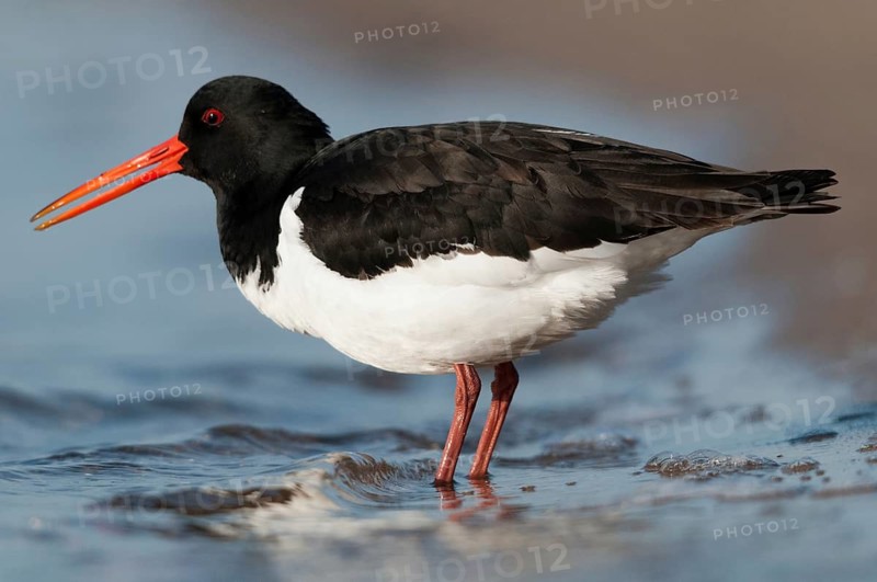 Oystercatchers, Haematopus ostralegus, oystercatchers, birds, charadriiformes, limikolen, snipe birds, scolopacidae, birds, waders, waders