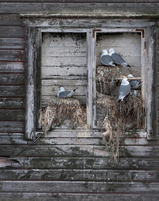 Black-legged Kittiwake, Black-legged Kittiwake, Norway, Rissa Tridactyla, Varanger, Birds, Breed, Brut, Breeding Colony, Charadriiformes, Gulls, High Size, Portrait, Colony, Limikolen, Seagulls, Nest, Birds
