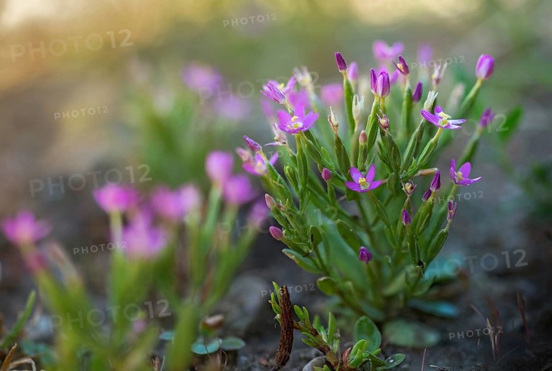 Centaurium pulchellum, gentian plants, gentianaceae, small milliaudenherb, dainty thousandum herb, flora, lesser centaury, plants, plants