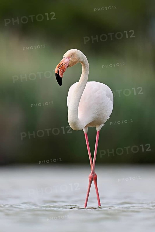 A greater flamingo (Phoenicopterus roseus), standing in the water, Camargue Regional Nature Park, southern France