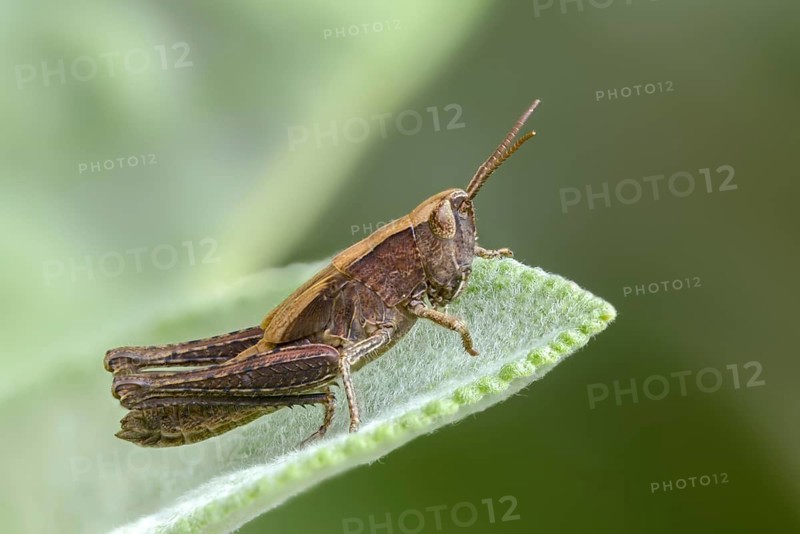 Acrididae, caelifera, field locusts, gomphocerinae, short-feeler, nightingale grasshopper, bow-winged grasshopper, chorthippus biguttulus, grasshopper, grasshopper, insects, nymph