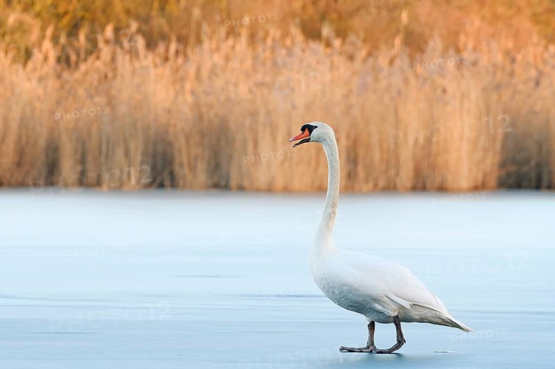 A mute swan (Cygnus olor) stands on a frozen lake in winter, North Rhine-Westphalia, Germany