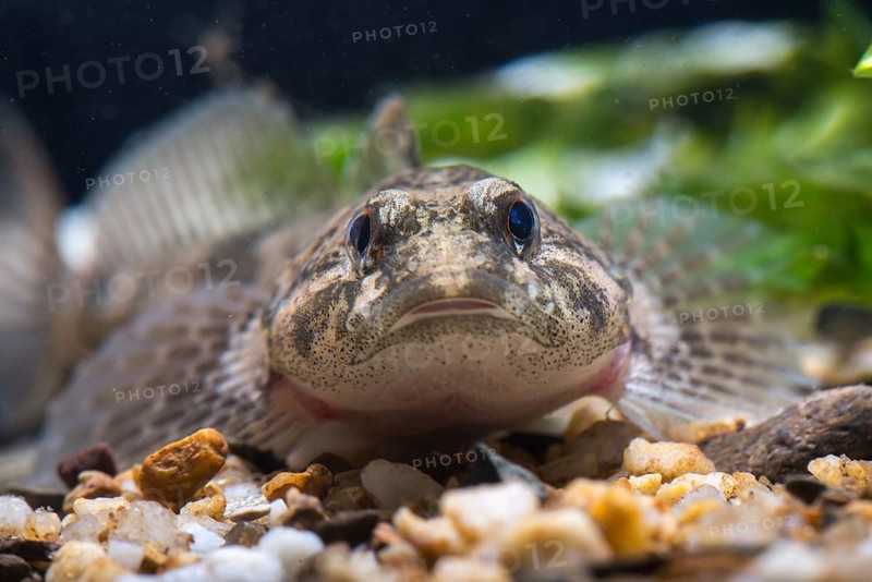 Bullhead, Cottus Gobio, European Bullhead, Millers Thumb, Mühlkoppe, Westgroppe, Common Bullhead, Fish, Fishes, Rivers, Freshwater Sculpin, Pisces
