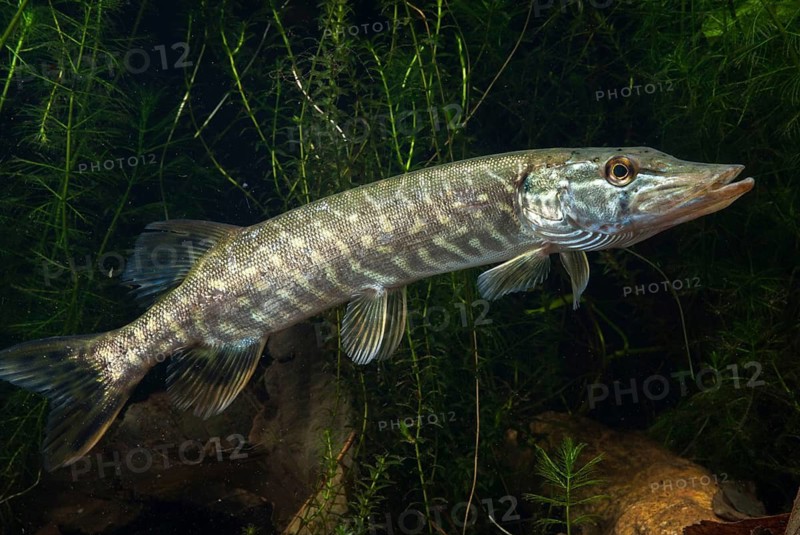 Esox Lucius, pike, pike, predatory fish, fishes, northern pike, pisces