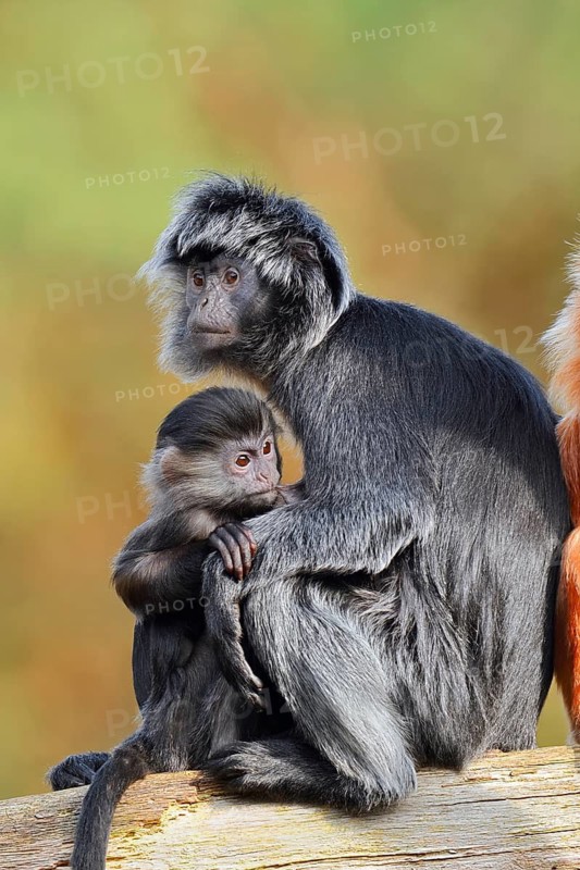 Javan lutung (Trachypithecus auratus), a female and her young sitting on a tree trunk, in captivity, found in Indonesia
