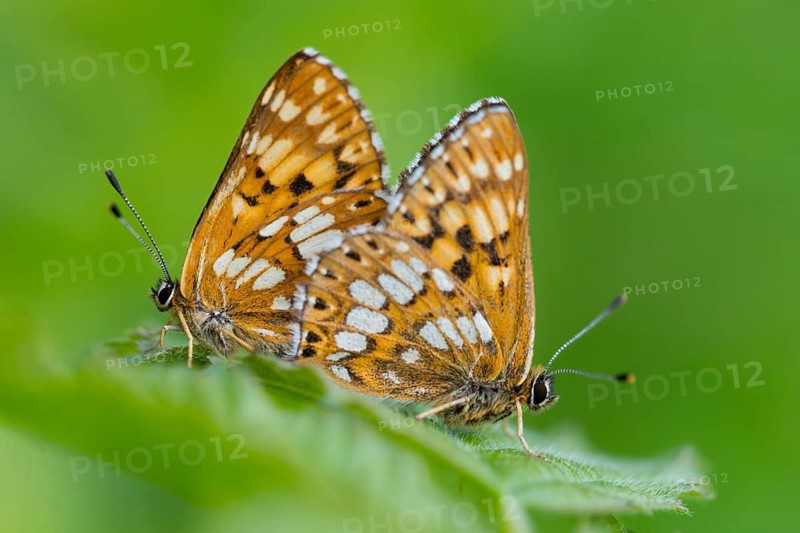 Brown cube butterfly, duke of burgundy fritillary, hamearis lucina, pearl bandage, cowslip cube, butterfly, insects, copula, mating, butterfly, butterfly, butterfly