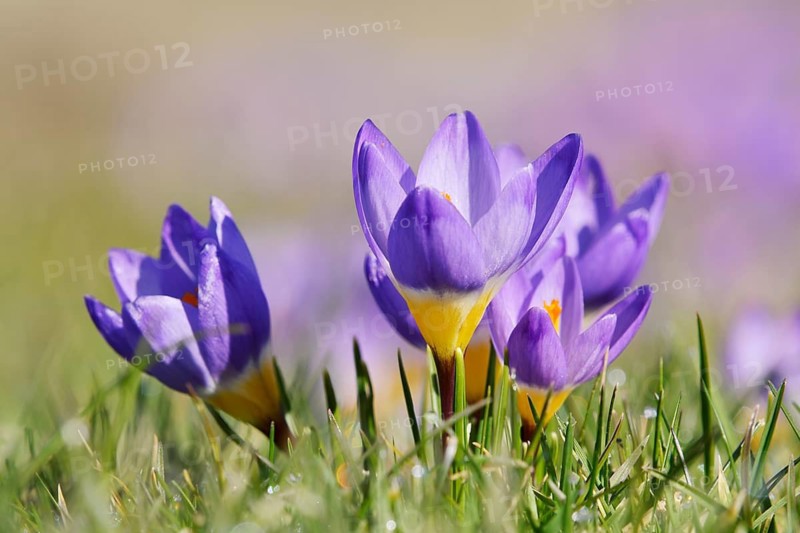 Sieber's crocus or Greek dwarf crocus (Crocus sieberi), flowers, North Rhine-Westphalia, Germany