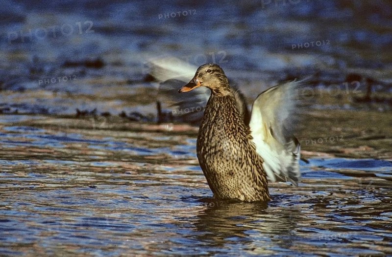 Anas platyrhynchos, mallard, mallard, anatidae, birds, ducks, ducks, ducks, female, plumage care, leo, preening, birds, waterbirds, female