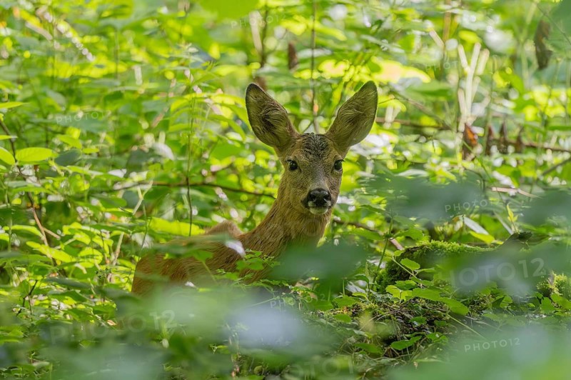Female red deer (Capreolus capreolus) standing in green bushes. The animal looks around attentively. The sunlight shines through the leaves. Baa Rhine, Alsace, France