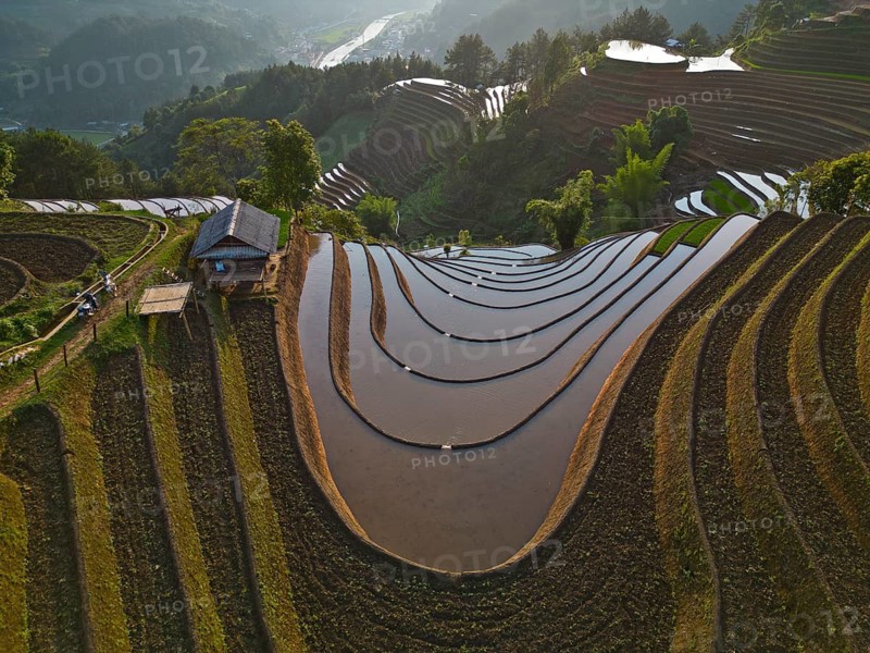 Aerial view of rice terraces setting new fresh green rice, new fresh green rice seedlings at Mù Cang Ch?i, Mu Cang Chai District, Lào Cai Province, North Vietnam, Vietnam