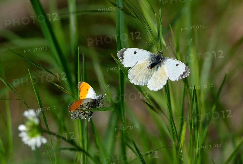 Anthocharis cardamines, aurorae, orange tip, butterfly, insects, mating, mating prelude, butterflies, butterflies