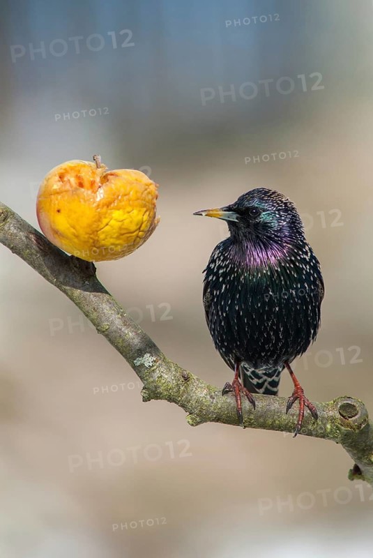 Star, Starling, Sturnus Vulgaris, Birds, Garden, High Size, Portrait, Passeri, Songbirds, Birds
