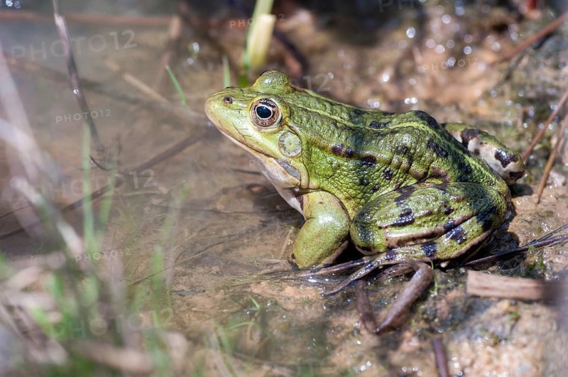 Edible Frog, Pelophylax Esculentus, Pelophylax Kl. Esculentus, Rana Kl. Esculenta, Pond Frog, Amphibian, Frog, Frog, Amphibian