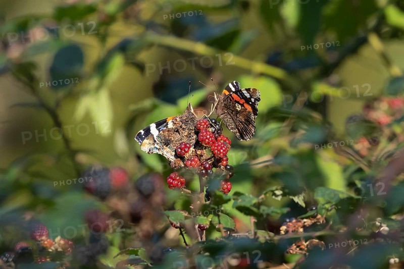 Red admiral butterfly (Vanessa atalanta) two adult insects on blackberries fruit in autumn, Suffolk, England, United Kingdom